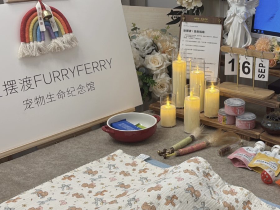 双手轻托猫咪 paws 的温暖瞬间